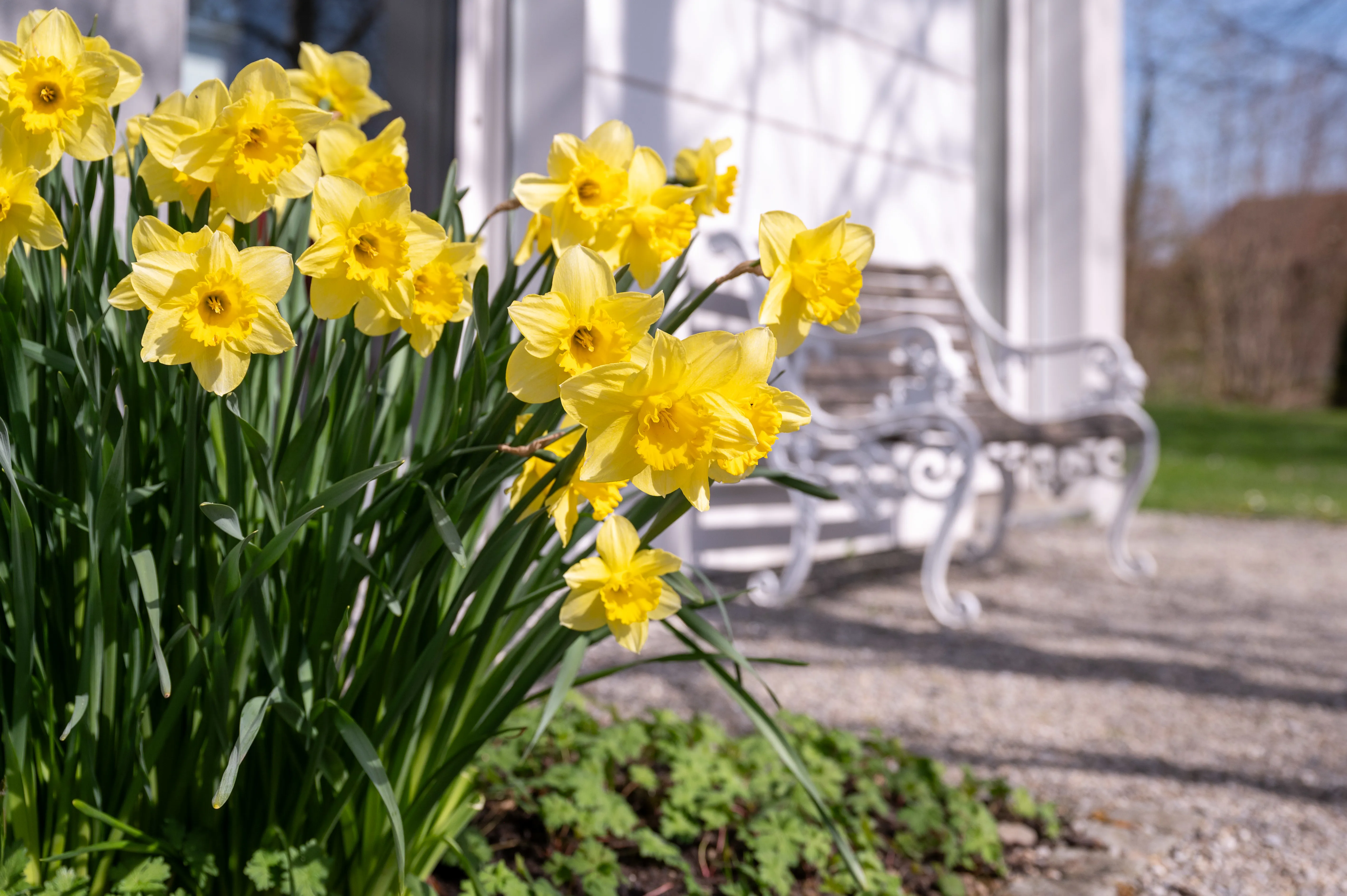 Osterglocken und Sitzbank im Park der Rehaklinik Zihlschlacht