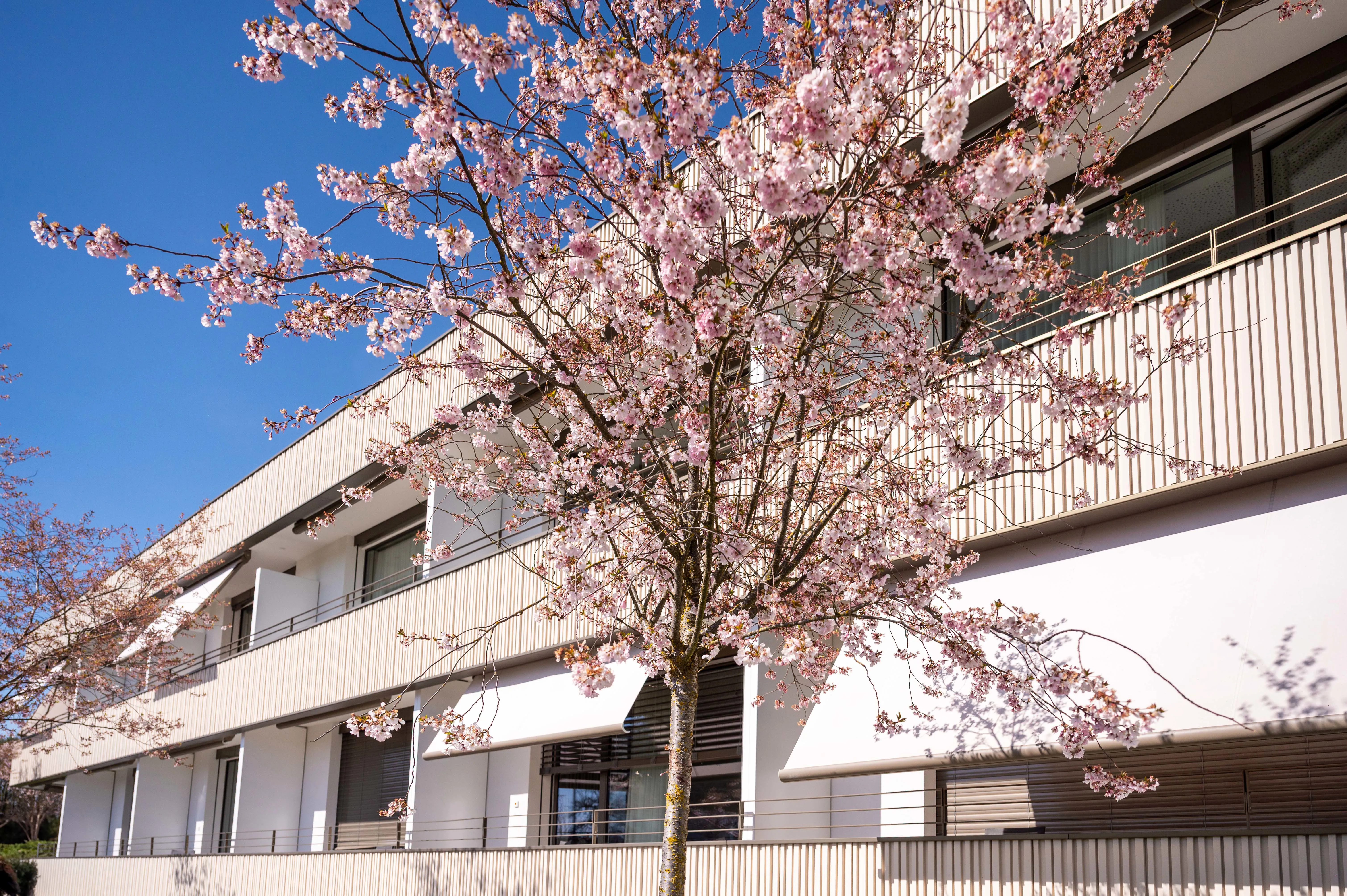 Aussenansicht der Privatstation Oasis mit blühendem Kirschbaum.